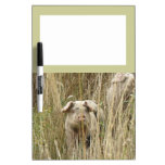 Cute Spotty Pig Memo Board Dry-Erase Board