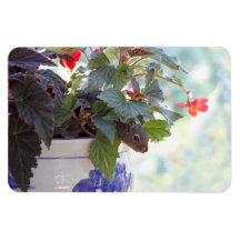 Cute Squirrel in a Flower Pot Flexible Magnets