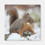 Cute Squirrel in Snow with Peanut Refrigerator Magnet