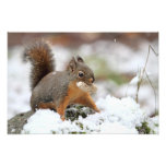 Cute Squirrel in Snow with Peanut Photo Art