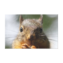 Cute Squirrel Smiling Photo Gallery Wrapped Canvas