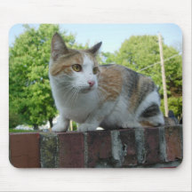 Cute Stray Cat In Cambridge Mousepads