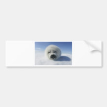 Cute White Fluffy Animal Bumper Sticker