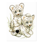 Cute White Tiger Cubs Post Card