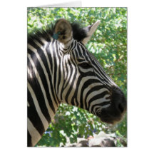 Cute Zebra Greeting Card