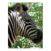 Cute Zebra Postcard