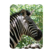 Cute Zebra  Premium Magnet