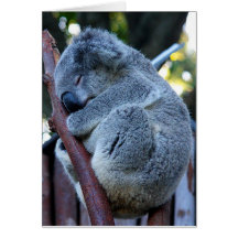 Cutie Pie Koala Greeting Card