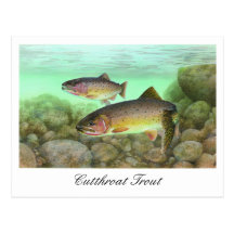Cutthroat Trout Painting Postcard
