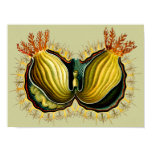 Cynthia melocactus, Ernst Haeckel Fine Vintage posters