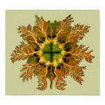 Cynthia melocactus, Ernst Haeckel posters