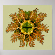Cynthia melocactus, Ernst Haeckel Print