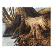 Cypress Roots Art Photo