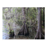 Cypress Trees Postcard