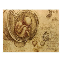 da Vinci - Embryo Sketch Post Card