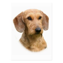 Dachshund 9Y426D-207-2 Business Card Templates
