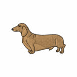 Dachshund