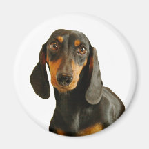 Dachshund ( Mini Brown Short Haired ) Magnet
