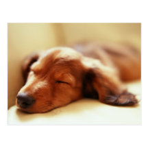 Dachshund sleeping postcards