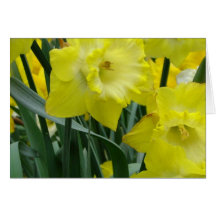 Daffodil Bulbs Greeting Card