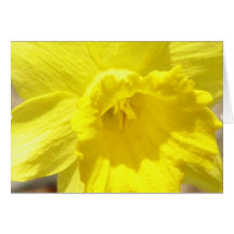 Daffodil Classic Greeting Card