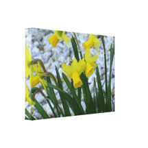 Daffodil Growing Canvas Prints