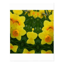 Daffodil Symmetry May 2013 Postcards