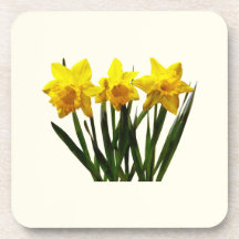 Daffodil Trio Coasters