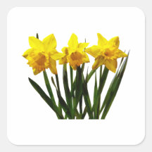 Daffodil Trio Stickers