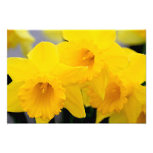 Daffodils Flowers Photograph