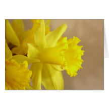 Daffodils Greeting Card