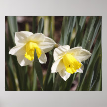 Daffodils Print