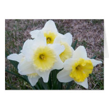 Daffodils Sympathy Card