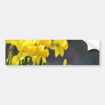 Daffodils Upclose Bumper Stickers