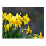Daffodils Upclose Postcards