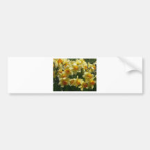 daffodl bumper sticker