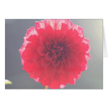 Dahlia 2 card