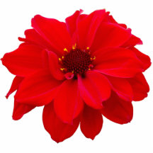 Dahlia - Bishop of Llandaff Acrylic Cut Out