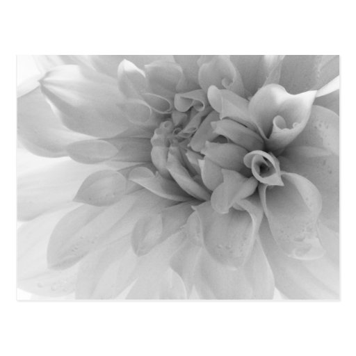 Dahlia Black & White Macro Post Cards