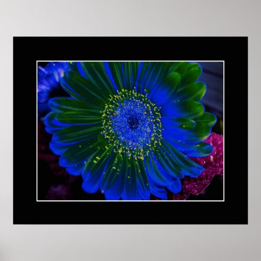 Dahlia Blue Print
