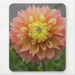 Dahlia Closeup in Colour Mousepads