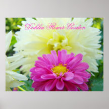 Dahlia Flower Garden art prints gifts Pink Dahlias