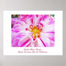 Dahlia Flower Garden Fine Art Prints Collections