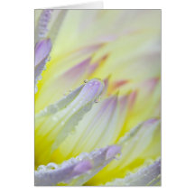 Dahlia flower with dew drops greeting cards