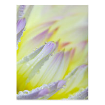 Dahlia flower with dew drops post card