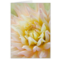 Dahlia Greeting Card