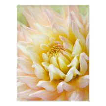 Dahlia Postcard