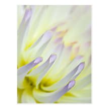 Dahlia Postcards