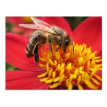 Dahlia (red) post cards
