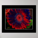 Dahlia Red Posters